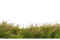 Hills of wild grass landscape outdoors nature. AI generated Image by rawpixel.