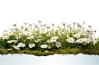 Landscape daisy hills outdoors flower nature. AI generated Image by rawpixel.