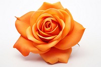 Orange flower rose petal plant.