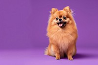 Pomeranian dog mammal animal pet.