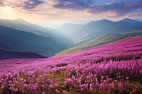 Hills flower landscape lavender.