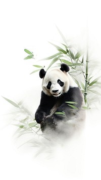 Panda with green bamboo chinese brush wildlife animal mammal.
