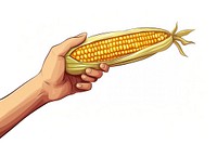 Human hand holding corn plant food vegetable.