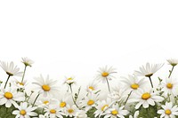 Daisy flower backgrounds outdoors nature.