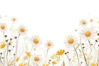 Daisy flower backgrounds outdoors pattern.