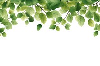 Tree leaves backgrounds plant green.