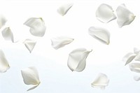 White rose petals backgrounds nature flower.