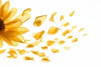 Sunflower petals backgrounds plant white background.