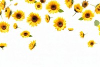 Sunflowers backgrounds plant petal.