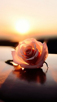  Tiny rose outdoors nature sunset. AI generated Image by rawpixel.