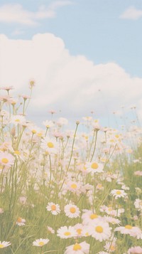 Aesthetic daisy field landscape wallpaper grassland outdoors blossom.