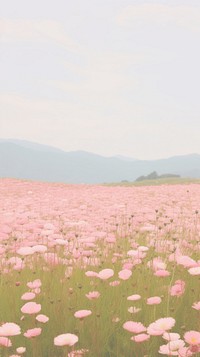 Aesthetic pink flower field landscape wallpaper grassland outdoors blossom.