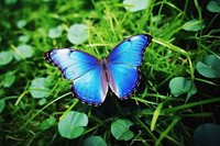 Blue Morpho Butterfly butterfly animal insect. 