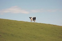Cow in field landscape livestock outdoors.