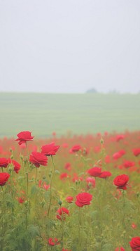 Esthetic red rose landscape wallpaper field grassland outdoors.