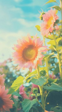  Sunflower outdoors blossom nature. AI generated Image by rawpixel.