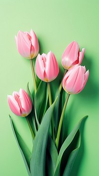  Pink tulips flower plant green. 