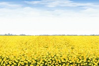 Yellow rose field nature backgrounds landscape.