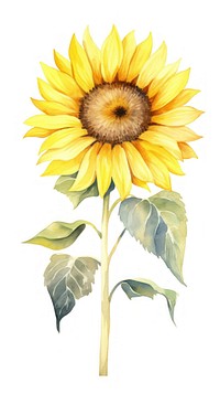 Sunflower vertical flower plant white background inflorescence.