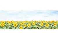 Sunflower flower field nature backgrounds landscape.