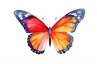 Butterfly animal insect white background.