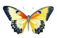 Butterfly insect animal white background.
