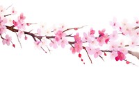 Cherry blossoms flower nature plant.