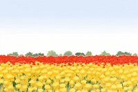 Chrysanthemum field nature agriculture backgrounds.