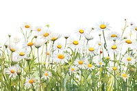 Daisy flower field nature backgrounds outdoors.