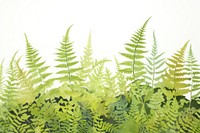 Fern field backgrounds nature plant.