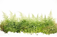 Fern field nature plant white background.