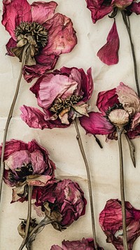 Real pressed peony flowers backgrounds petal plant.