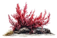 Red algae red white background underwater.