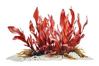 Red algae painting plant leaf.