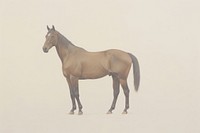 Horse stallion animal mammal.