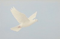 White dove animal bird wildlife.