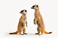 Two meerkat standing wildlife animal mammal.