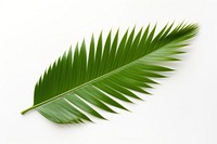 Natural palm tree leaf plant green white background.