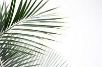 Natural palm tree leafs backgrounds outdoors nature.