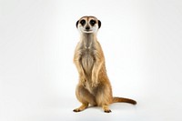 A cute meerkat standing wildlife animal mammal.