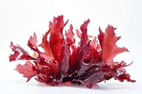 Red algae plant leaf food.