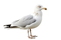 Seagull animal white beak.