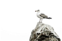 Seagull standing on the rock animal white bird.