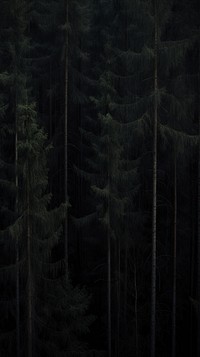  Dark pine forest outdoors woodland nature. AI generated Image by rawpixel.