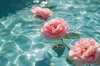 Summer scene with pink rose flowers in water nature outdoors summer.