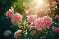 Summer scene with pink rose flowers nature sunlight outdoors.