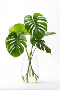 Monstera in a vase plant leaf jar.