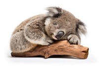 A koala wildlife sleeping animal.