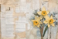 Daffodil border flower plant paper.