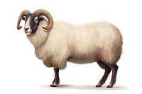 Arles Merino Sheep Ram sheep livestock standing.
